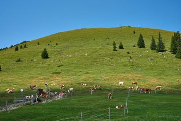Fototapeta na wymiar dairy farm with cows in the bavarian alpes mountains with peak and deep blue sky