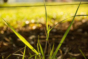 natureza verde