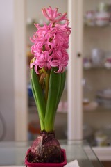 fiori rosa di giacinto