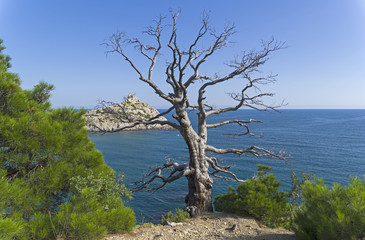 The dried relic pine on the sea shore.