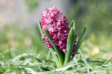 Obraz premium Hyacinthus, dark pink hyacinths plant, bulbous spring flower in bloom in the garden