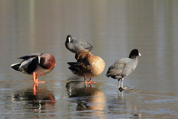 Enten und Wasserhühner auf dem Eis