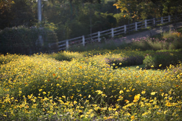 Obraz premium Yellow flower garden in park