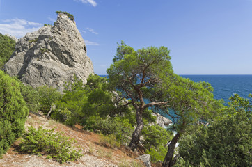 Forest of relict pines and junipers on a steep seashore.