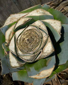 Agave pitera cut plant from mediterranean core