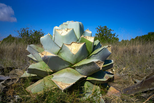Agave pitera cut plant from mediterranean core