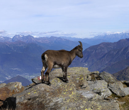 Cucciolo sul Legnone