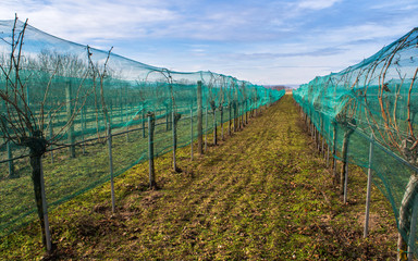 Netz im Weingarten zur Abwehr von Vögeln