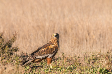 The golden eagle, the buzzard, the marsh harrier, etc., are some of great birds of prey, displayed in different places of spain ...