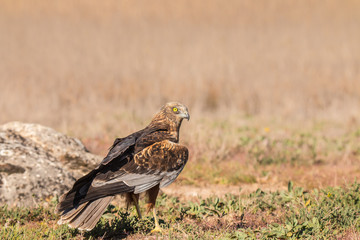 The golden eagle, the buzzard, the marsh harrier, etc., are some of great birds of prey, displayed in different places of spain ...