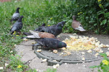 Obraz premium Pigeons eat food, bread, which they threw people