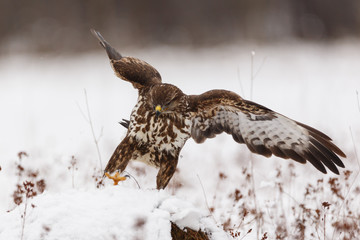 Mäusebussard im Schnee