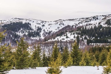 Obraz na płótnie Canvas snow mountain hills with conifer wood trees