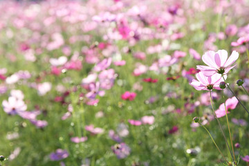 Obraz na płótnie Canvas Cosmos flower close up on sunset background with soft selective focus