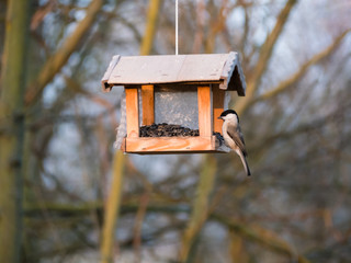 Parus palustris on feeder