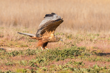 The golden eagle, the buzzard, the marsh harrier, etc., are some of great birds of prey, displayed in different places of spain ...