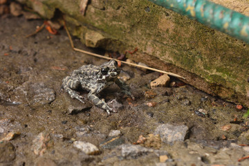 a frog on the sidewalk near the house, came at night