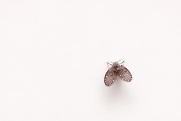 Beautiful and cute very small flying insects, fluffy on a white background. Macro