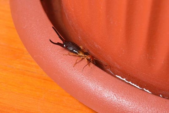 The insect earwig lived in a flower pot of the house. Tentacles on the tail