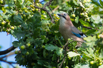 Jay in the tree
