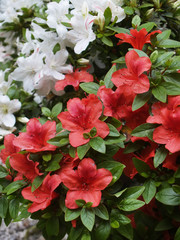 Bunch of red and white flowers