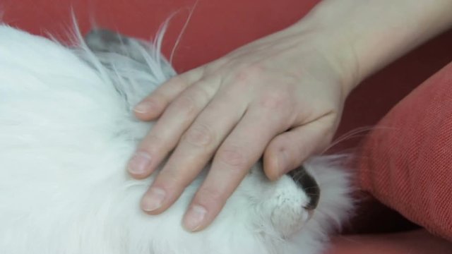A beautiful fluffy rabbit. Easter bunny stroked.