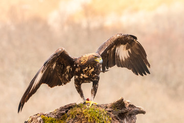 The golden eagle, the buzzard, the marsh harrier, etc., are some of great birds of prey, displayed in different places of spain ...