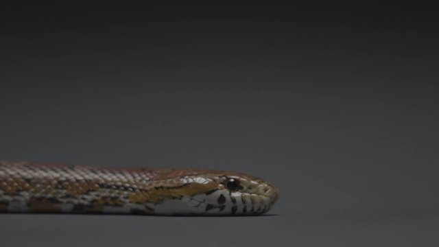 Snake Serpent slithers along a gray infinity wall. Passion style footage of Easter scenes