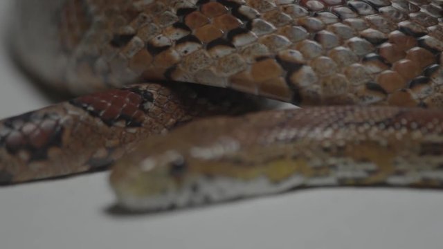 Close up of Snake slithering on white inifitny wall. Passion style footage of Easter scenes