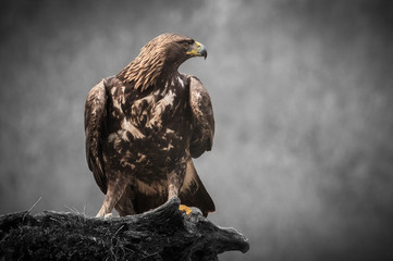 The golden eagle, the buzzard, the marsh harrier, etc., are some of great birds of prey, displayed in different places of spain ...