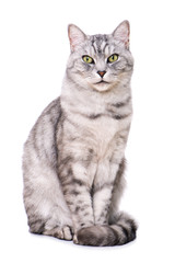 Getigerte Katze sitzt isoliert auf weißem Grund