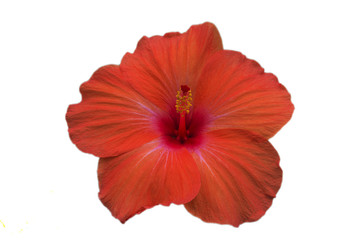 Beautiful red hibiscus flower isolated on white