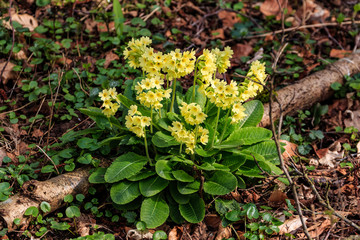 Blütenstengel der Schlüsselblume