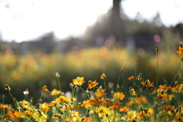 Yellow flower garden in park