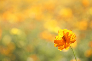 Yellow flower in close up