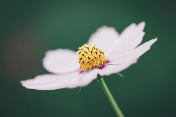 Obraz premium Cosmos flower close up on sunset background with soft selective focus