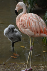 Cute pink flamingo with a baby standind in the water