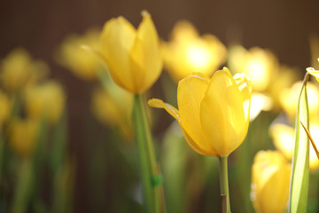 Yellow tulip in close up