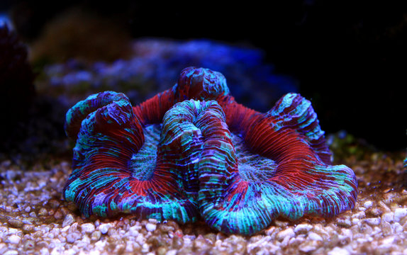 LPS coral in reef aquarium tank