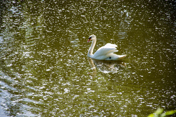 Swan on the pond