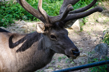 A young deer