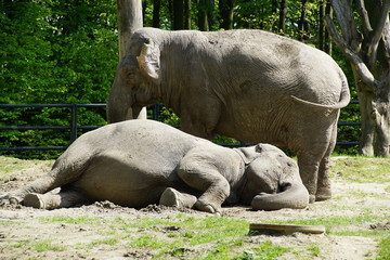 Słonie © Robert