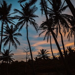 Color Palms