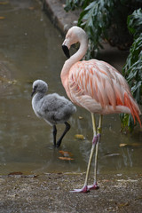 Naklejka premium Beautiful amerian pink flamingo with stunning feathers