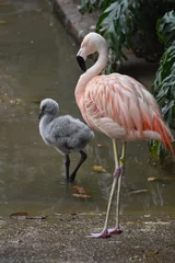 Photo sur Plexiglas Flamant Beautiful amerian pink flamingo with stunning feathers