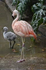 Papier Peint photo Lavable Flamant Wild bird photos of a pink flamingo and a baby