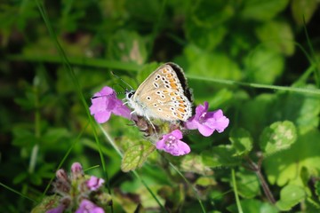 Beautiful Vibrant Butterfly