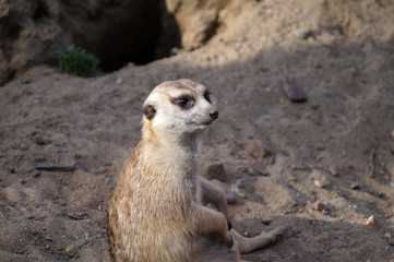 Portrait of a meerkat