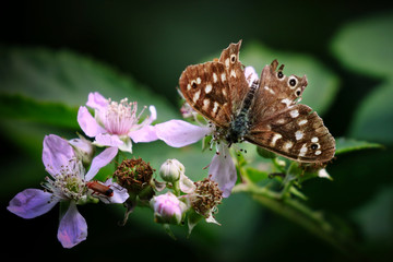Beautiful Vibrant Butterfly
