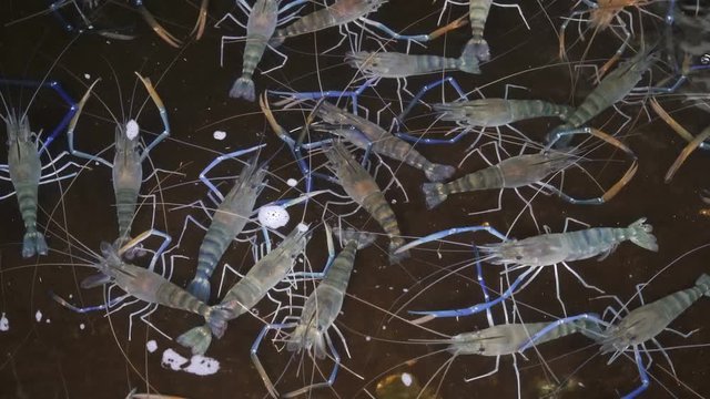 Giant Freshwater Prawn in pond (Macrobrachium rosenbergii), shrimp farm
